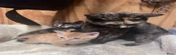 Mixed Breed cats for sale: Beautiful kittens available  - Advert 1