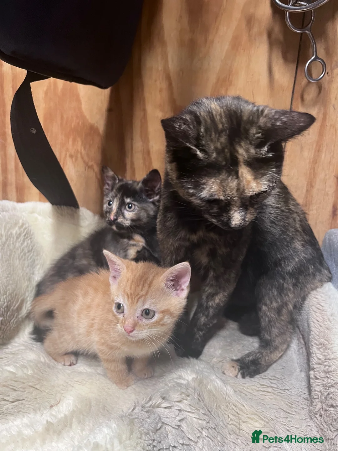 Mixed Breed cats for sale: Beautiful kittens available  - Advert 1