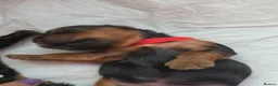Yorkshire Terrier dogs for sale: 5 puppies for sale in London - Advert 8