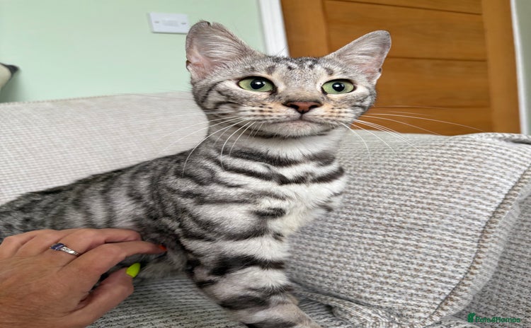 Toyger cats - Advert 1