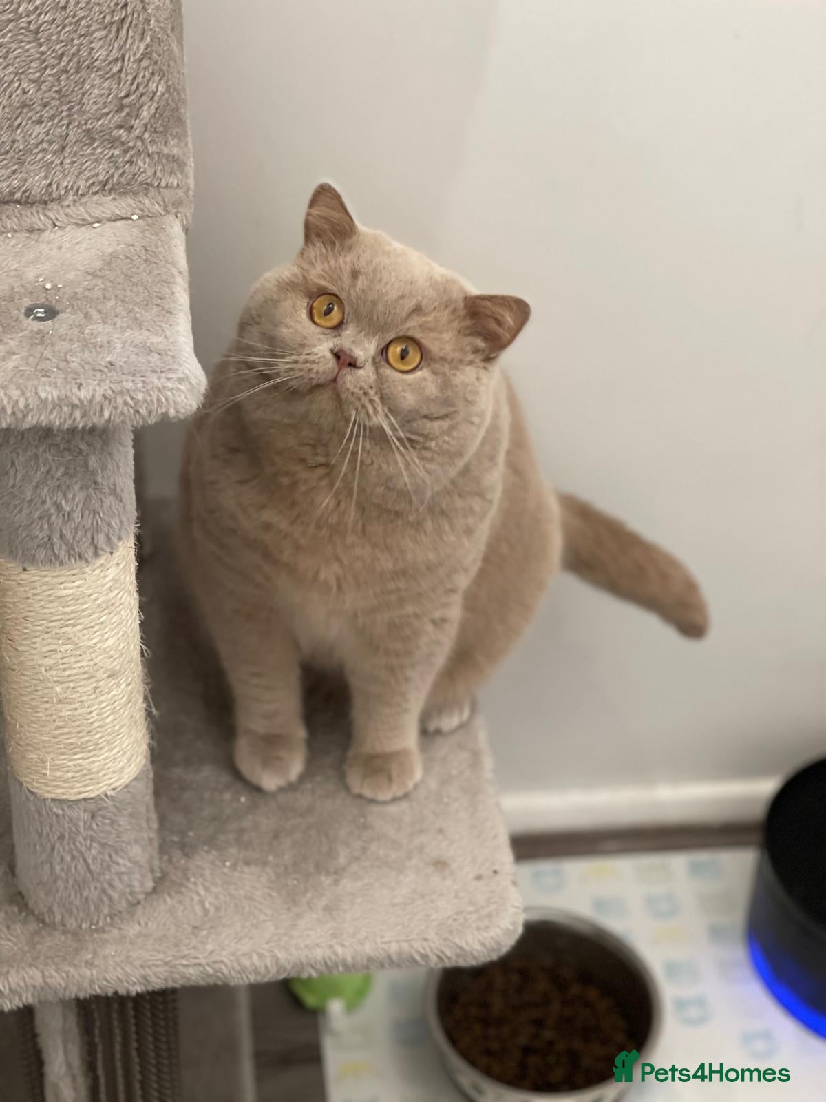 British Shorthair cats Fawn Male available for stud duties - Advert 12