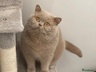 British Shorthair cats Fawn Male available for stud duties - Advert 1