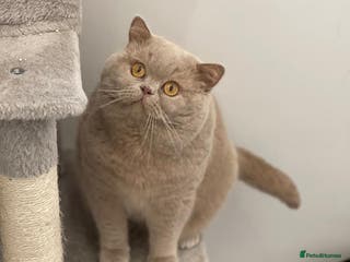 British Shorthair cats Fawn Male available for stud duties - Advert 7