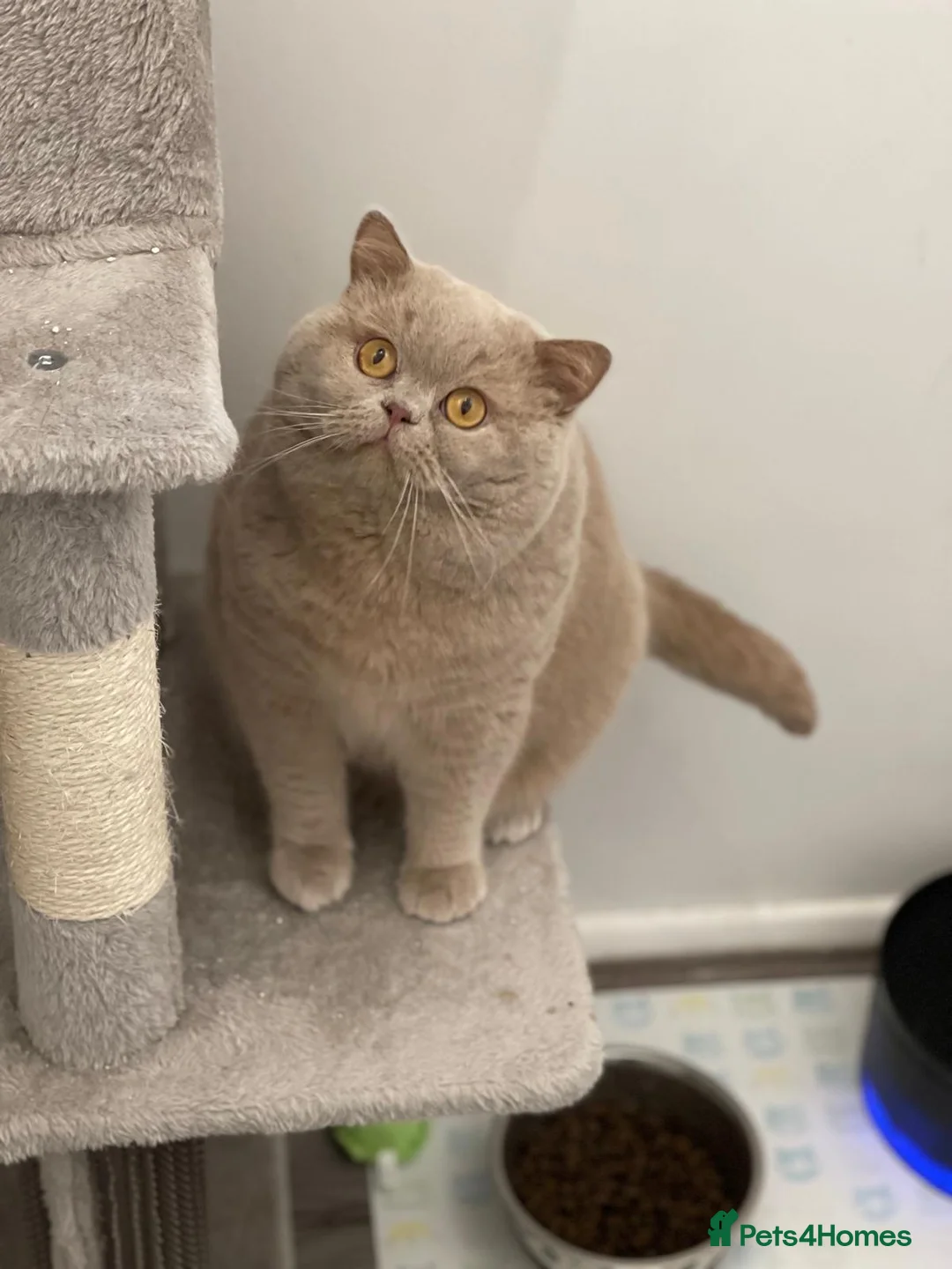 British Shorthair cats for stud: Fawn Male available for stud duties - Advert 1