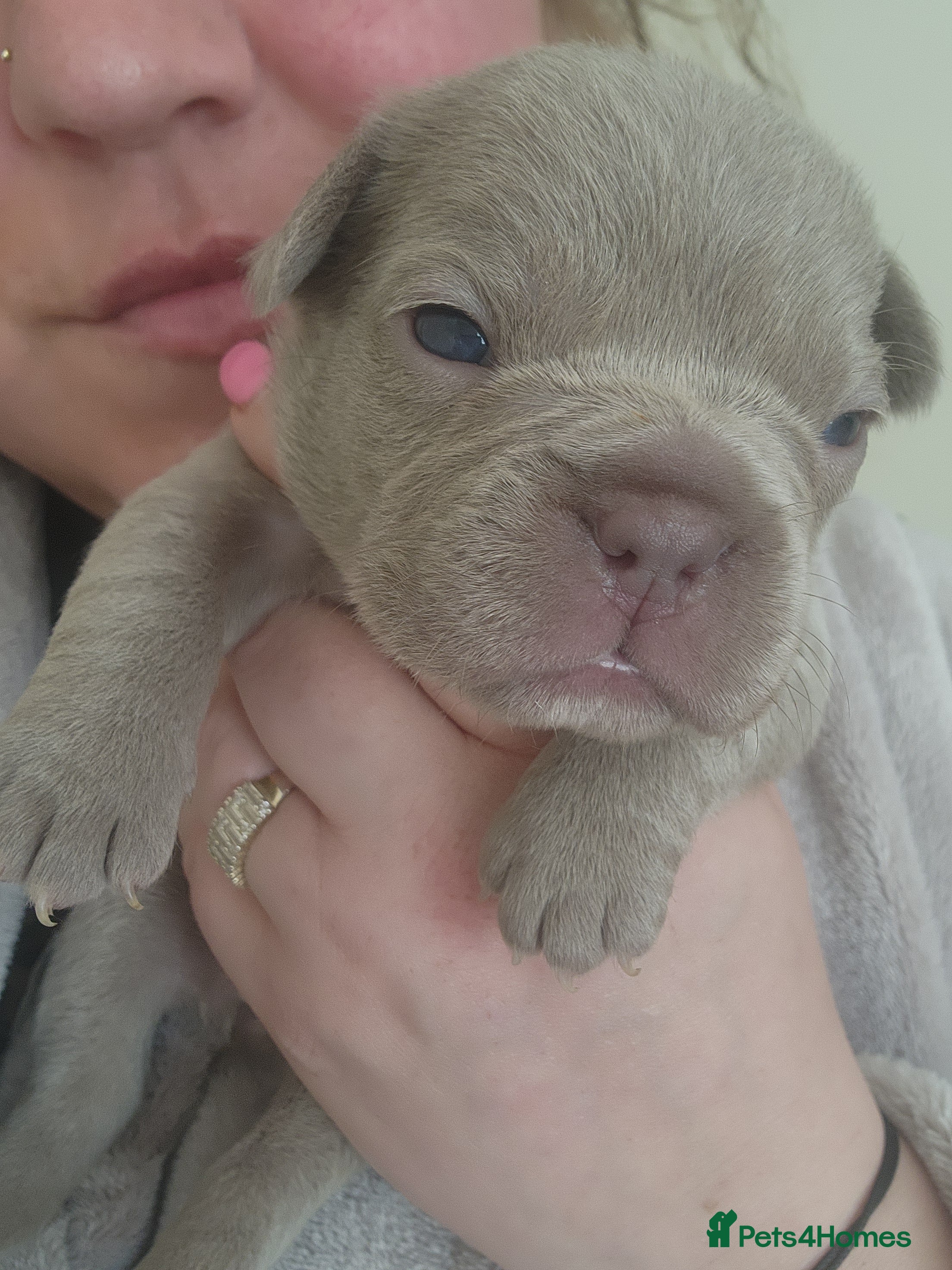 French Bulldog dogs for sale: French Bulldog puppies - Advert 7