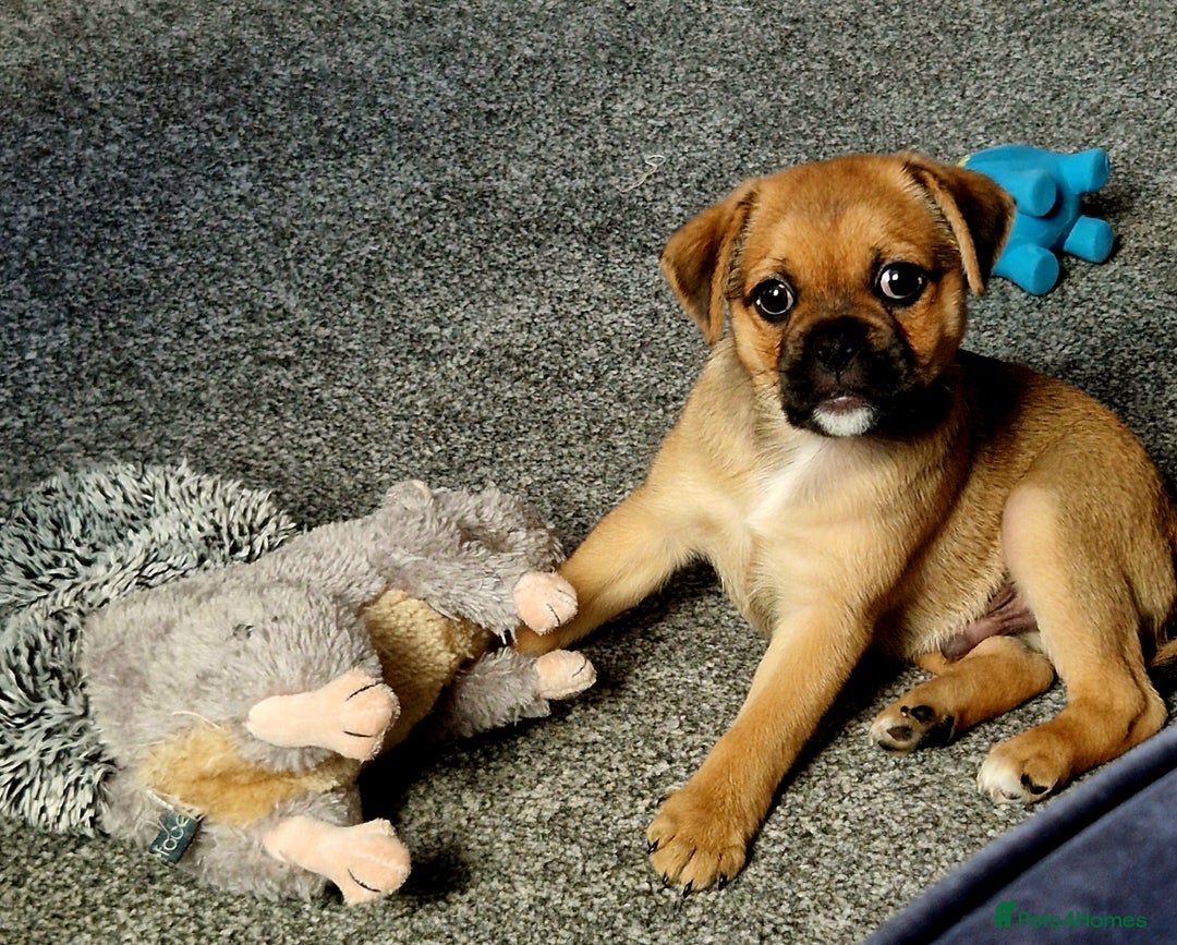 Jug dogs for sale: Beautiful Jug 5 months old - Advert 2