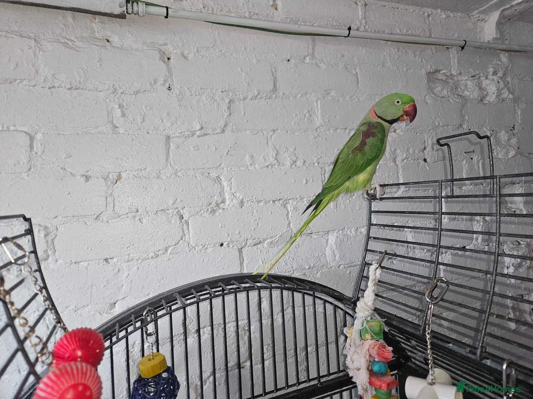 Ringnecks birds for sale: Indian ringneck in Sunderland - Advert 4