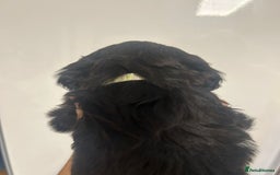 Cockapoo dogs for sale: Super cute spaniel x miniature poodle - Image 8