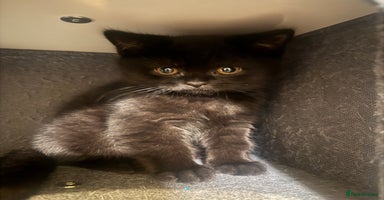 British Shorthair cats Black fluffy Britishort hair  - Advert 16