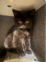 British Shorthair cats Black fluffy Britishort hair - Advert 16