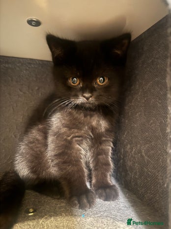 British Shorthair cats Black fluffy Britishort hair - Advert 2