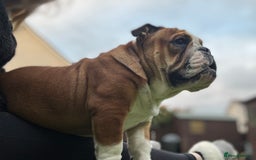 English Bulldog dogs for sale: 9 month old female bulldog standard  - Image 3