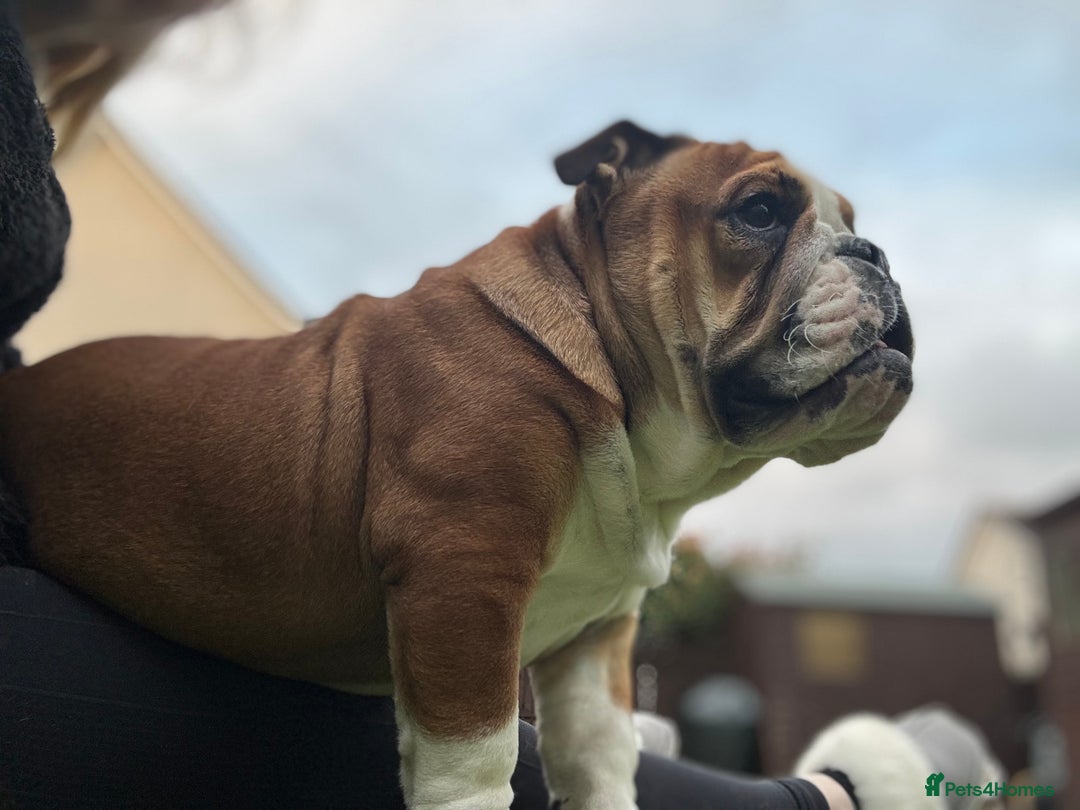 English Bulldog dogs for sale: 9 month old female bulldog standard  - Image 3