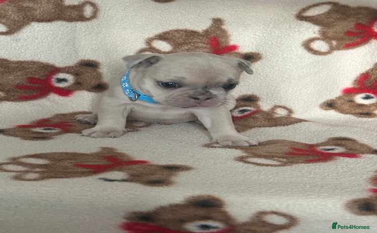 French Bulldog dogs - Advert 9