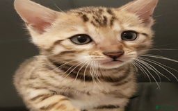 Bengal cats for sale: Bengal kittens  - Image 6