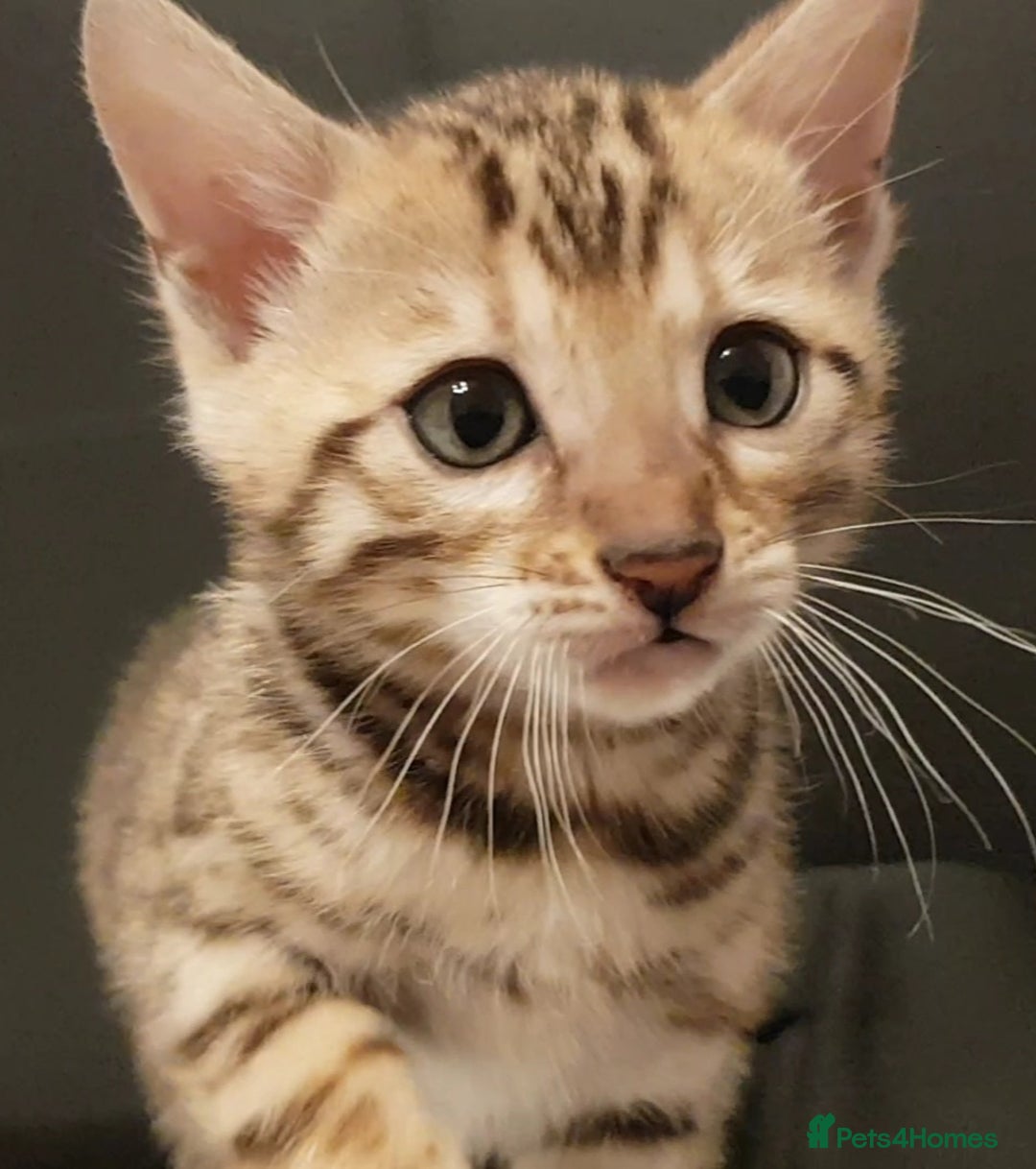 Bengal cats for sale: Bengal kittens  - Image 6