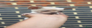 Chihuahua 5