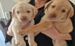 Labrador Retriever dogs for sale: Gorgeous labrador puppies - Image 1