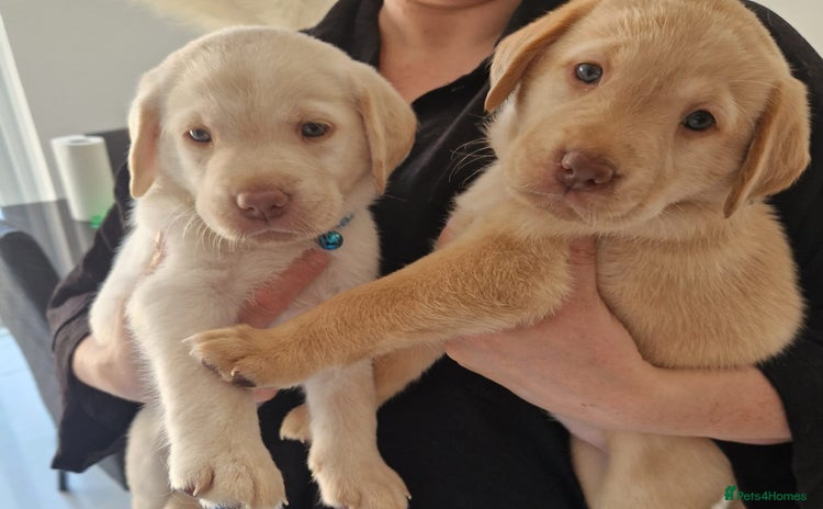 Labrador Retriever dogs - Advert 2
