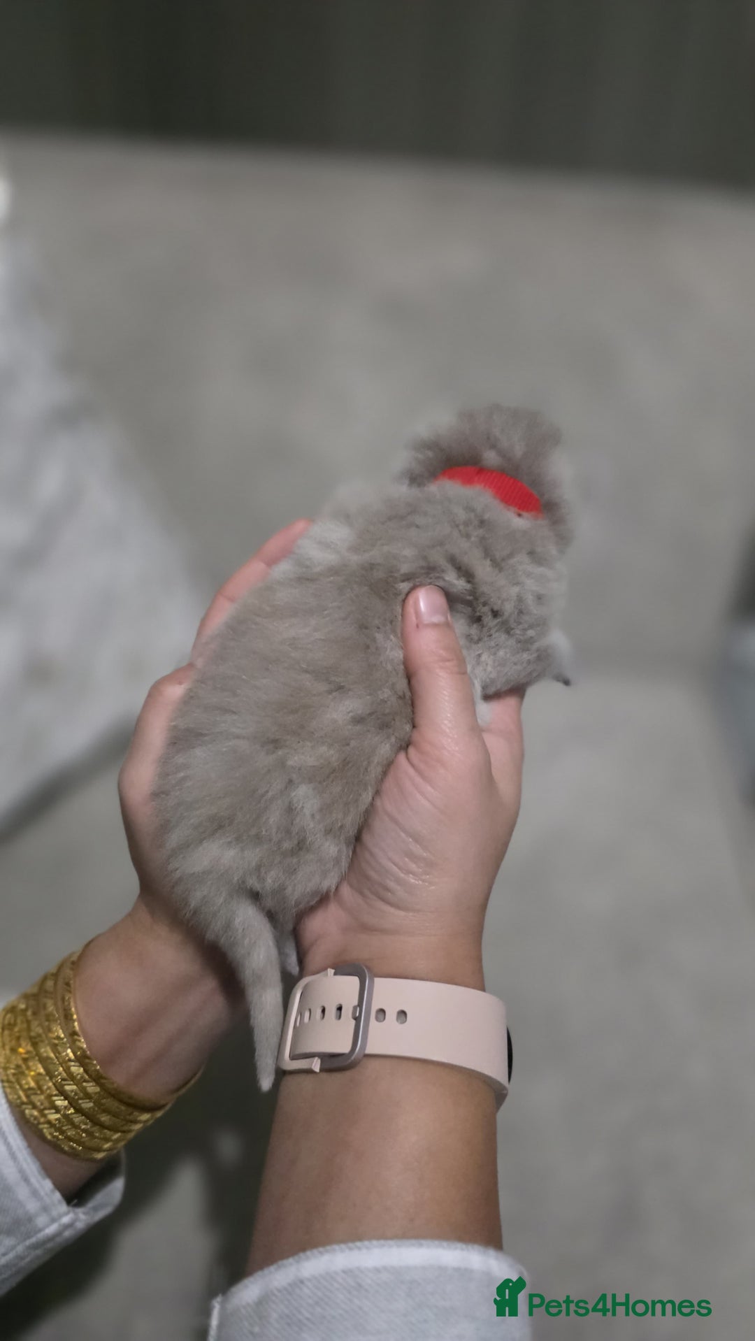 British Shorthair cats for sale: ** LAST ONE LEFT BLUE MALE British Shorthair ** - Advert 34