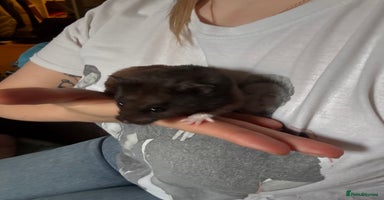 Hamster rodents - Advert 15