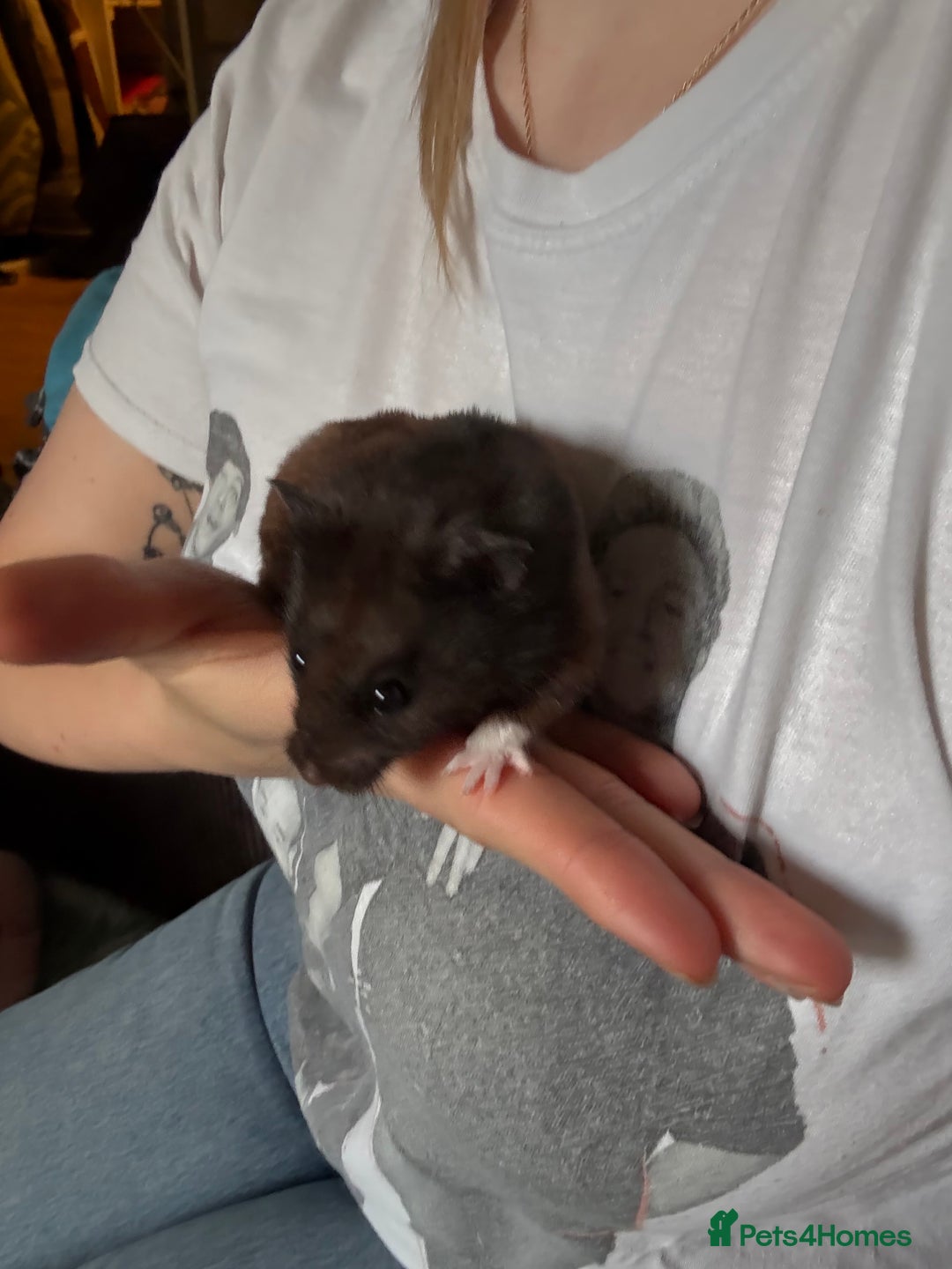 Hamster rodents for sale: Black/brown Male Syrian Hamster (Cage included) - Image 3