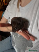 Hamster rodents - Advert 2