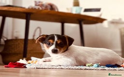 Mixed Breed dogs for sale: Chihuahua Cross Puppy - Image 1