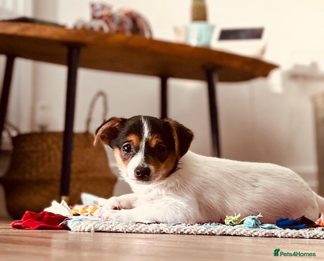 Mixed Breed dogs for sale: Chihuahua Cross Puppy - Image 1
