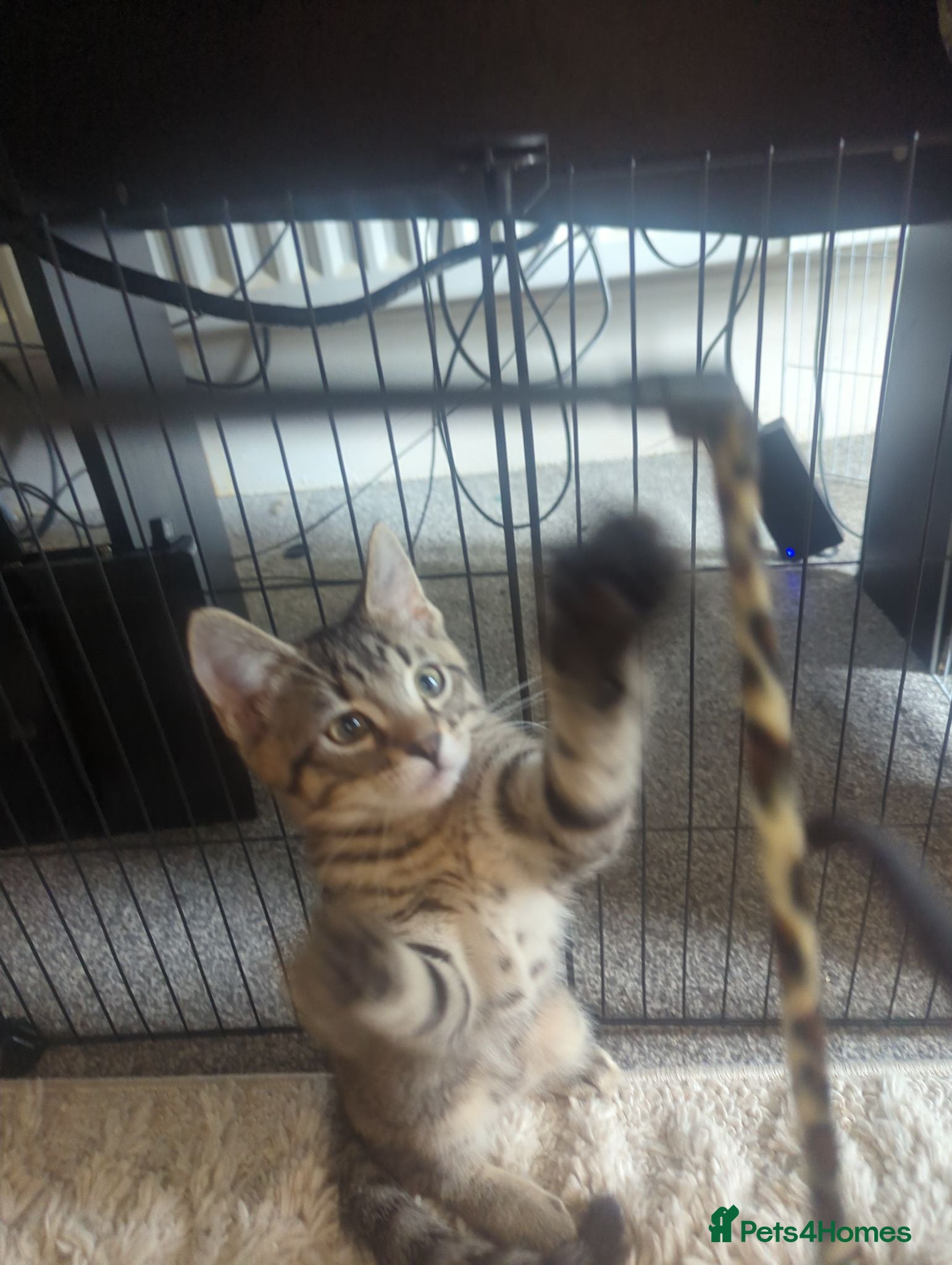 European cats 2 Kittens Ready For Their Forever Homes - Advert 5