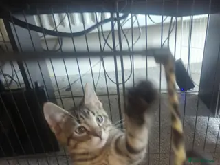 European cats 2 Kittens Ready For Their Forever Homes - Advert 5