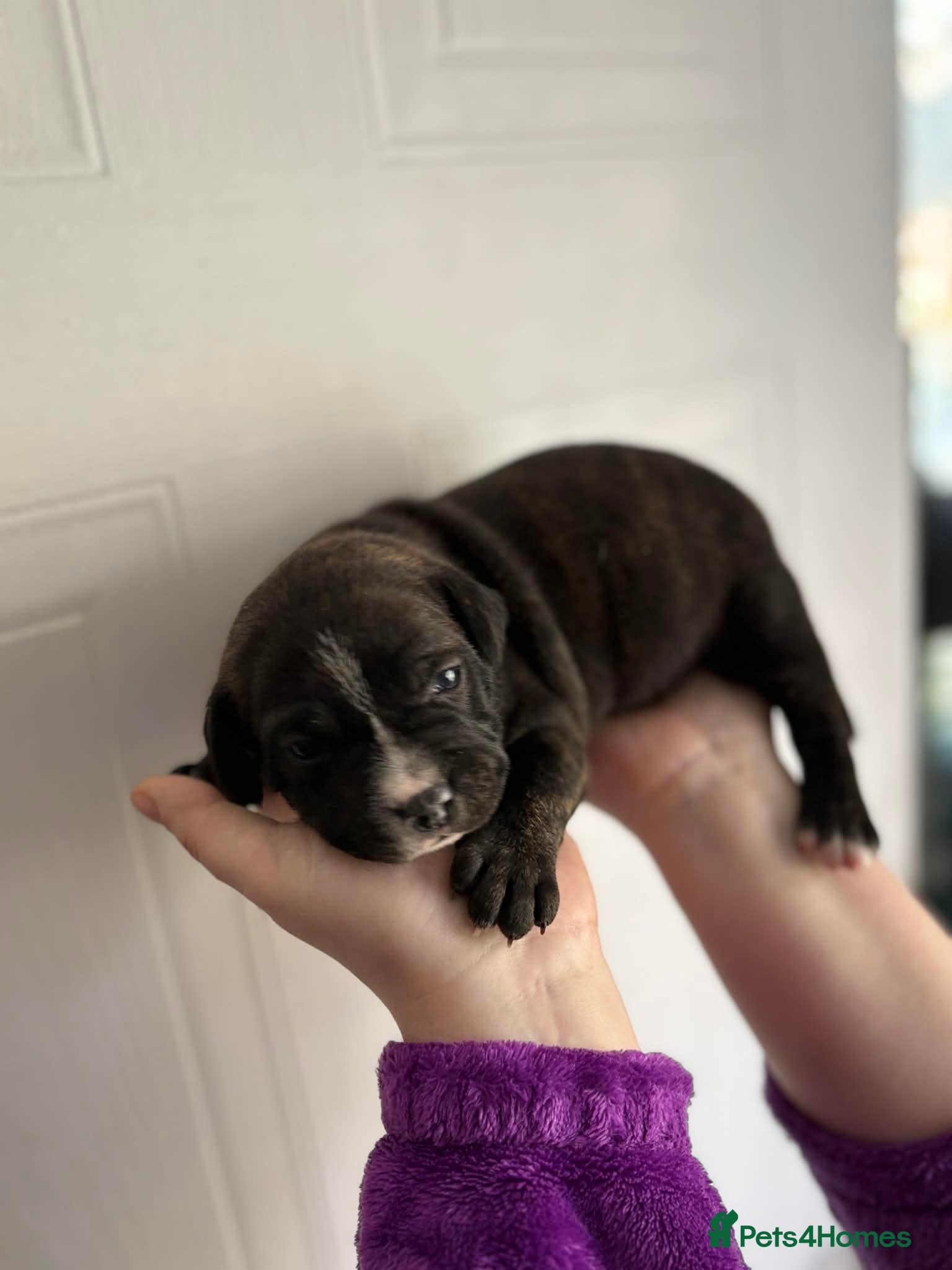 Staffordshire Bull Terrier dogs   Stunning Staffy Puppies - 1 left only!! - Advert 15