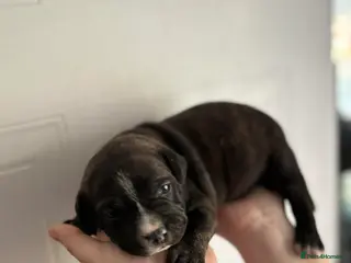 Staffordshire Bull Terrier dogs Stunning Staffy Puppies - 1 left only!! - Advert 15