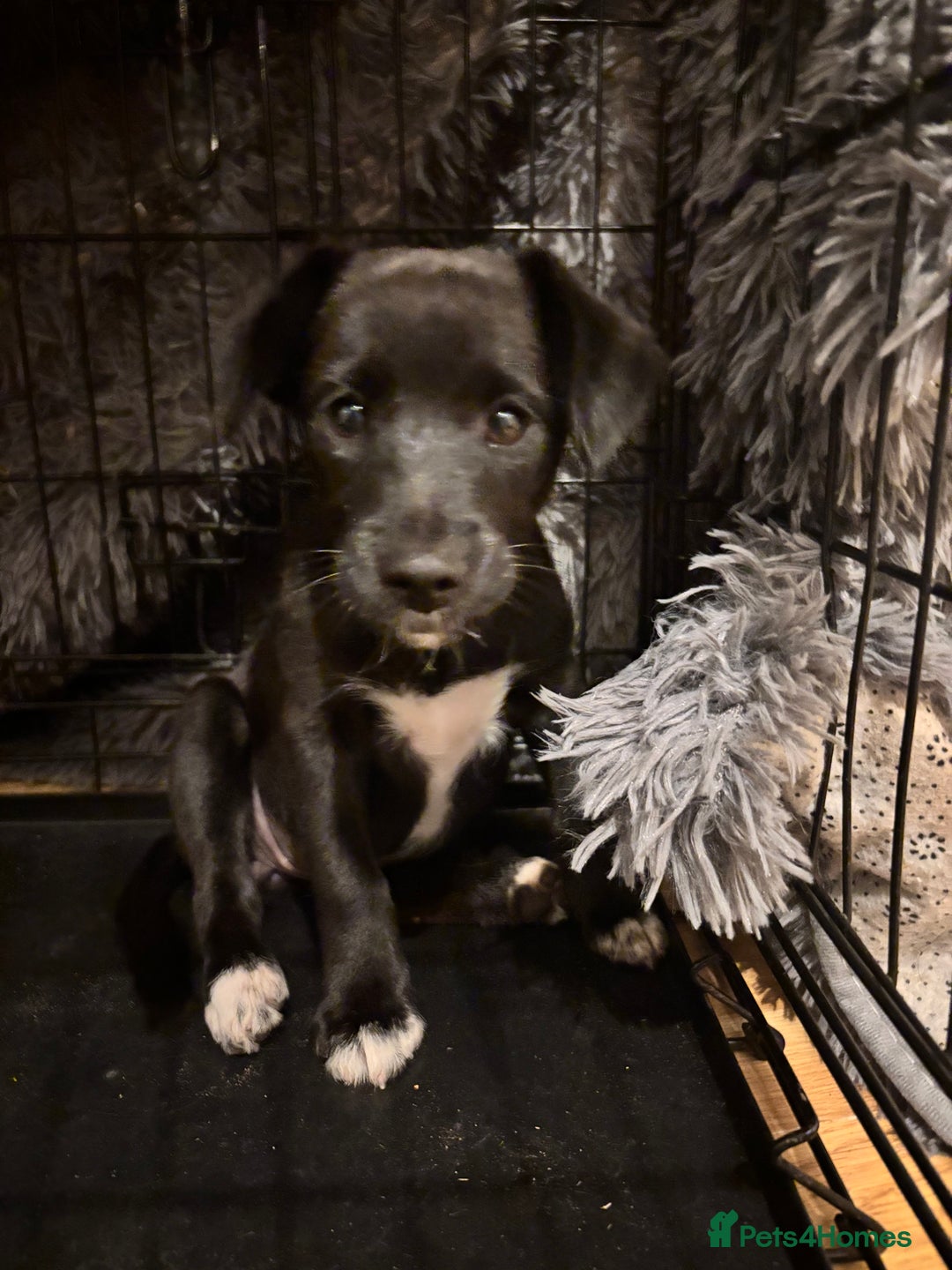 Mixed Breed dogs for sale: Pomeranian x Chihuahua puppies  - Advert 15