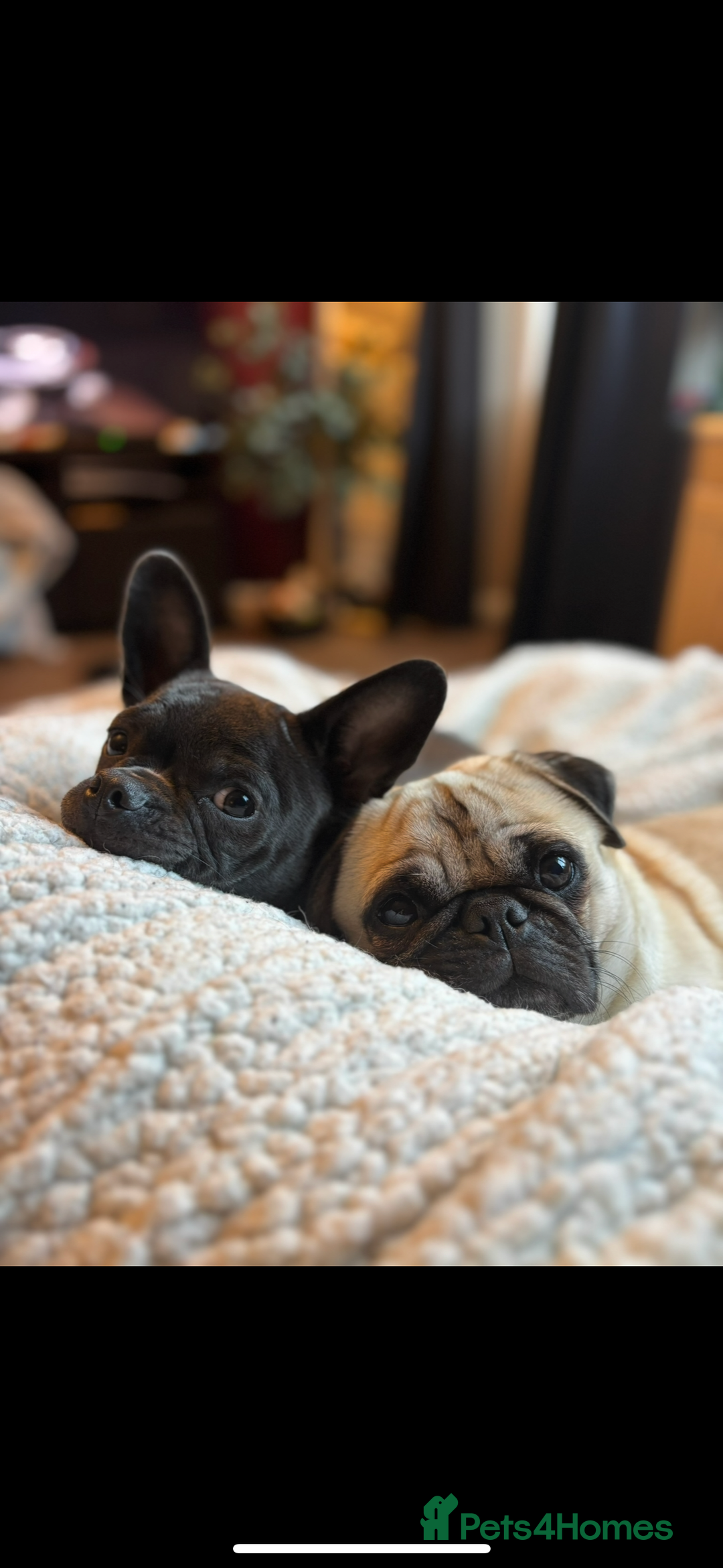 Mixed Breed dogs for sale: Puppies for sale - Advert 19