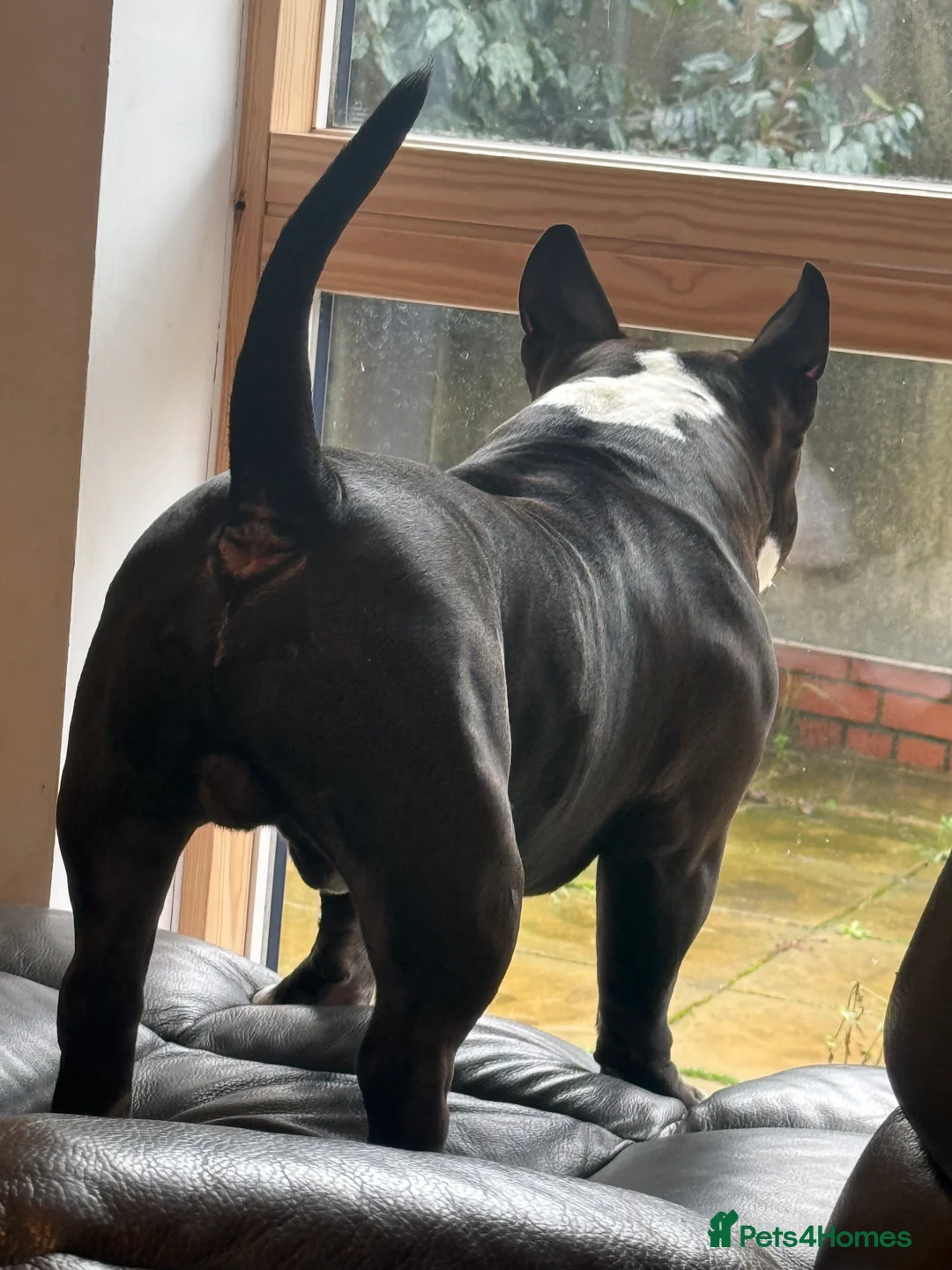 American Bully dogs for stud: American bully pocket - Advert 17