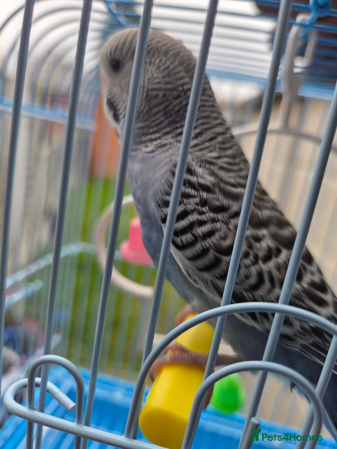 Budgerigars birds for sale:  budgies for sale - Advert 20