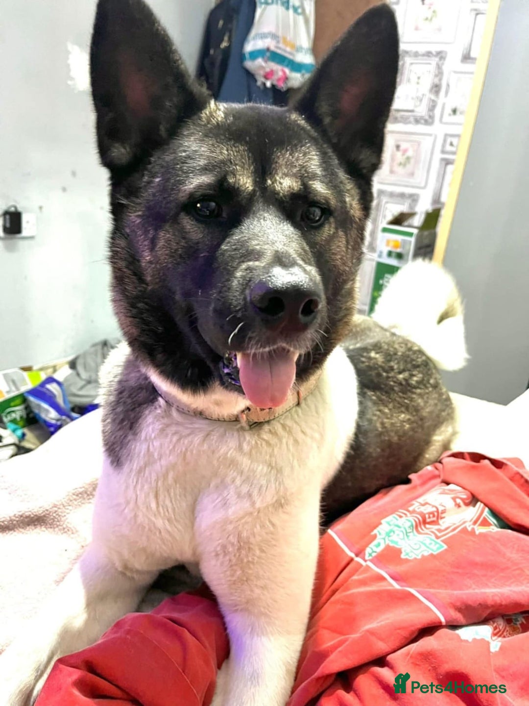 Mixed Breed dogs for sale: Akita cross German shepherd puppies - Image 3