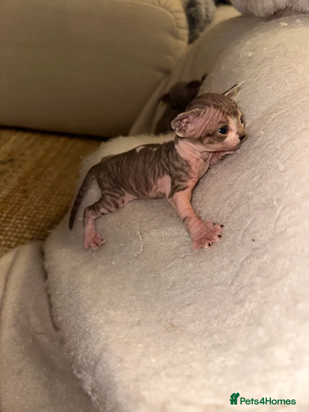 Sphynx cats for sale: Beautiful sphynx kittens from a mum and dad home - Advert 9