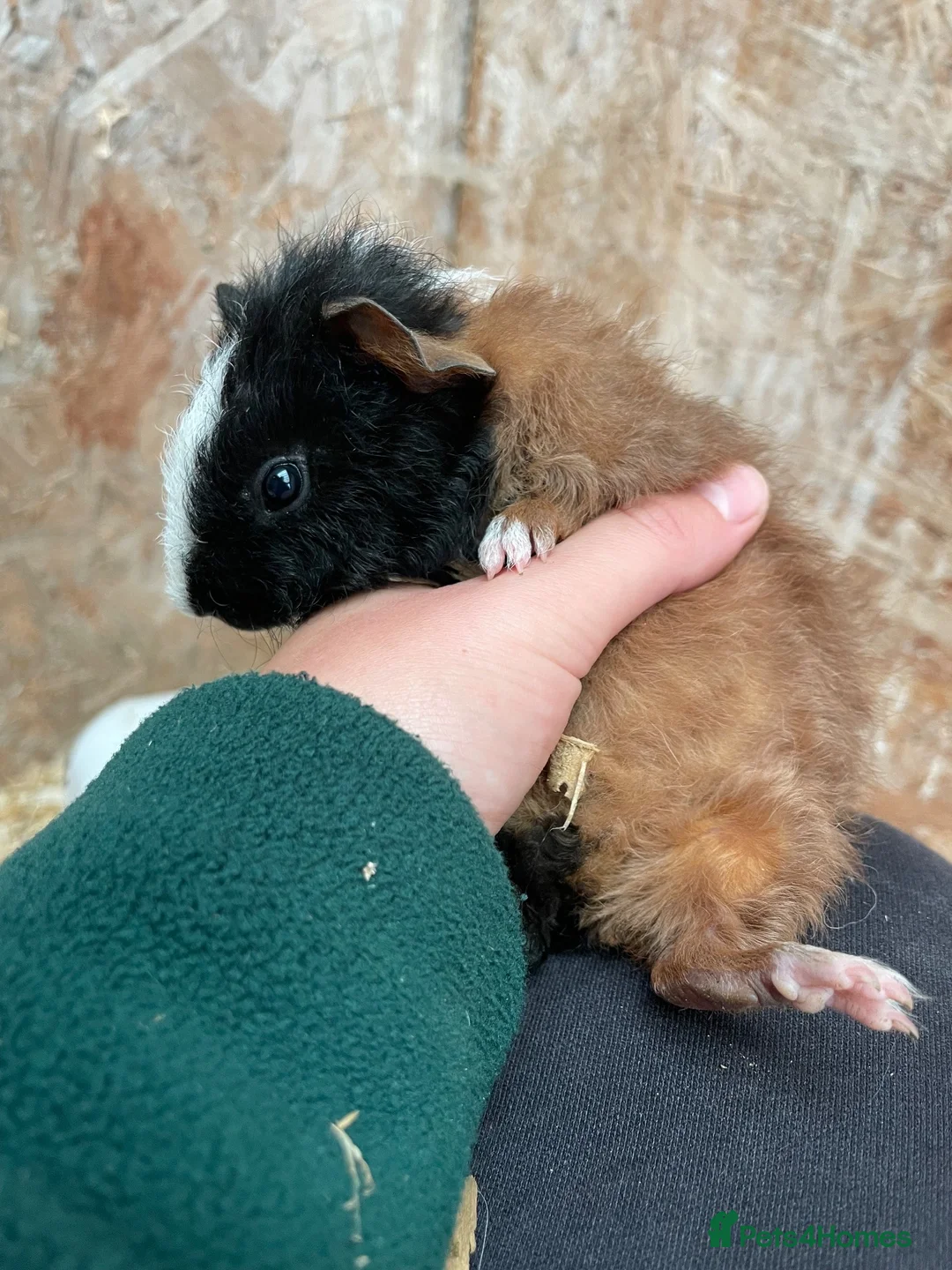 Guinea Pig rodents for sale: 5 boys , 1 girl  in Stirling - Advert 8