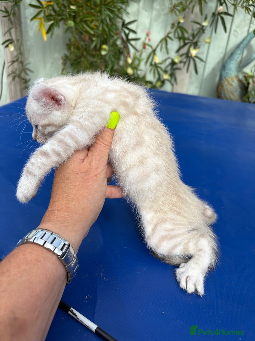 Keetso cats for sale: Gob smacking curled eared polydactyl male  - Image 22