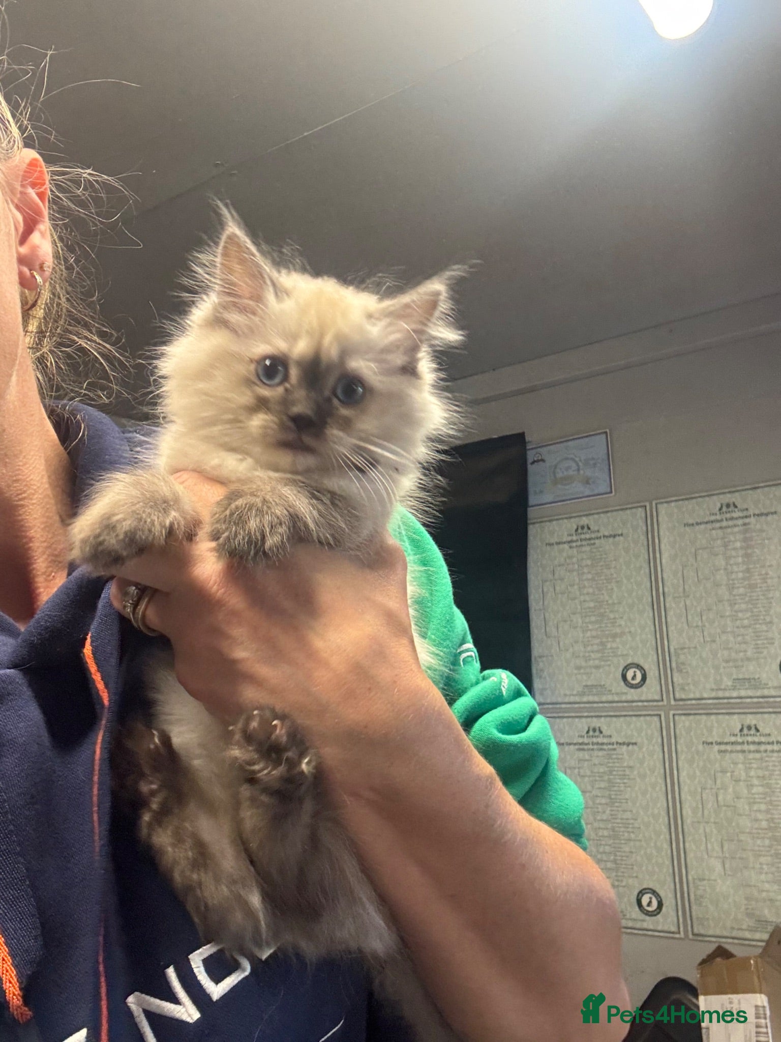 Ragdoll cats 🌸 Gorgeous Ragdoll Kittens 🌸 - Advert 2