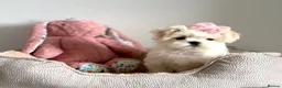 Maltese dogs for sale: 🎀 Last Tiny Korean Maltese Girl Available 🎀 - Advert 11