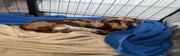 Miniature Dachshund dogs for sale: Miniature Dachshund Dapple Puppies  in Carluke - Advert 8