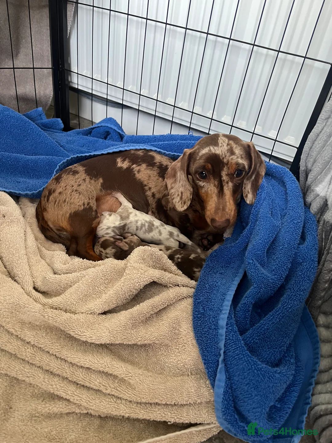 Miniature Dachshund dogs for sale: Miniature Dachshund Dapple Puppies  in Carluke - Advert 8