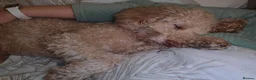 Miniature Poodle dogs for stud: Handsome Apricot Miniature Poodle – Proven Stud 🐩 - Advert 3