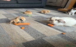 Mini Lion Lop rabbits for sale: Mini lion lop - Image 6