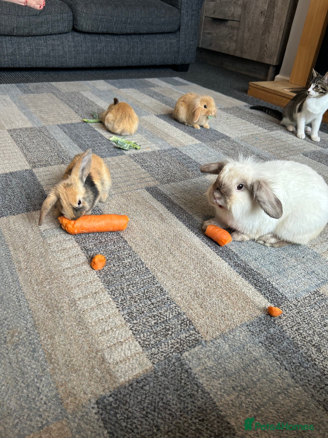 Mini Lion Lop rabbits for sale: Mini lion lop - Image 6