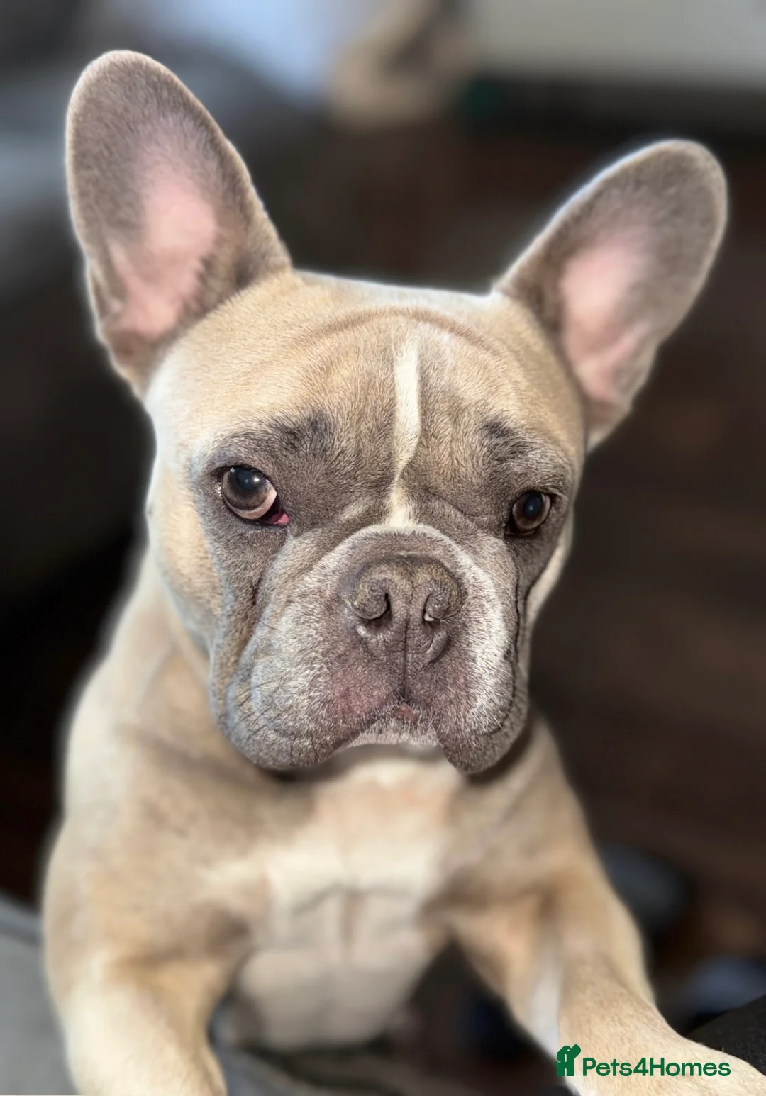 French Bulldog dogs for sale: Male and female siblings - Advert 8