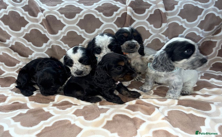 Cocker Spaniel dogs - Advert 15